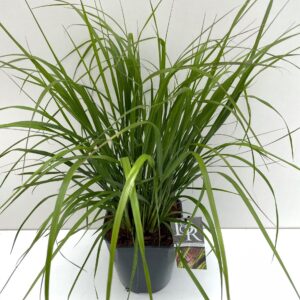 Pennisetum Viridescens'
(1 Plants/Order)(23cmP 70cmH)