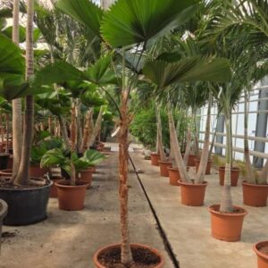 Licuala Grandis
(1 Plants/Order)(55cmP 250cmH)