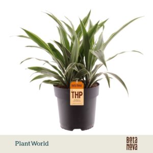 Dracaena Warneckei Dracaena Fragrans Warneckei
(3 Plants/Order)(19cmP 45cmH)