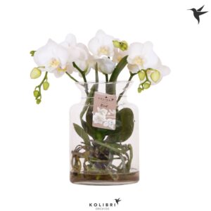 Phalaenopsis white more Ripsen Roots white in Glas stolp transp.
(3 Plants/Order)(16cmP 50cmH)