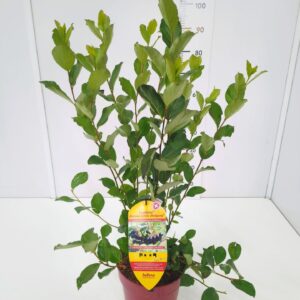 Aronia melanocarpa Little Helpers' 50-60C6
(1 Plants/Order)(24cmP 70cmH)