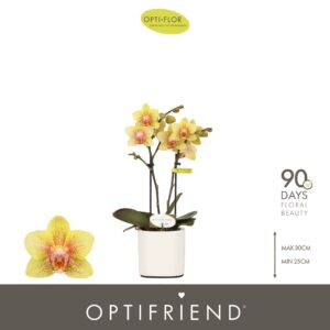 Phalaenopsis Multiflora Optifriend Indy 2 spike in Piemonte White
(6 Plants/Order)(7cmP 25cmH)