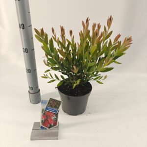Callistemon citrinus Splen viminalis INFERNO ('Yanferno'PBR)
(1 Plants/Order)(17cmP 40cmH)