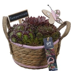Arrangementen Sempervivum PTS7379 in rieten mand
(3 Plants/Order)(19cmP 20cmH)