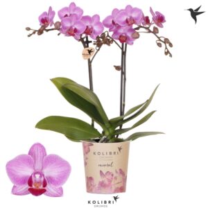 Phalaenopsis Multifloratypes other Stuttgart 2 spike
(12 Plants/Order)(9cmP 40cmH)