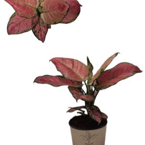 Aglaonema other Aglaonema `Red Valentine`
(4 Plants/Order)(12cmP 30cmH)