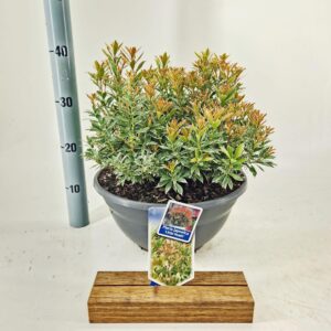 Pieris japonica Little Heath
(1 Plants/Order)(33cmP 40cmH)