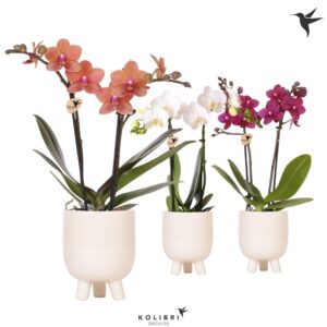 Phalaenopsis mixed 2 spike in Gummy Pot travertine
(7 Plants/Order)(9cmP 40cmH)