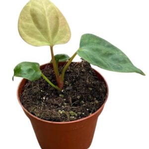 Anthurium Leaf Anthurium Portillae
(14 Plants/Order)(8cmP 10cmH)