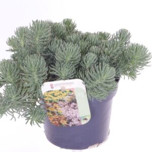 Sedum other Sedum forsterianum Oracle
(8 Plants/Order)(13cmP 20cmH)