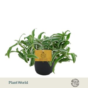 Murdannia loriformis Ioriformis Alba Aquilone 12 cm
(8 Plants/Order)(12cmP 20cmH)