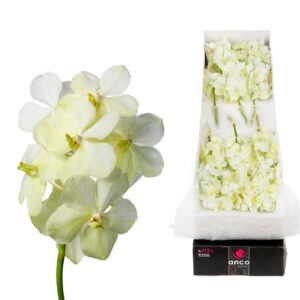 Vanda Tayanee White Vanda 12 spike Tayanee White
(12 Plants/Order)(cmP 20cmH)