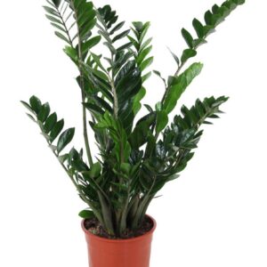 Zamioculcas zamiifolia
(1 Plants/Order)(27cmP 110cmH)