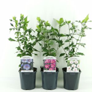 Hibiscus syriacus mix LAAG
(6 Plants/Order)(17cmP 35cmH)