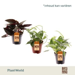 Indoor plants gem. green 3 Types steal mix (diverse
(10 Plants/Order)(12cmP 30cmH)