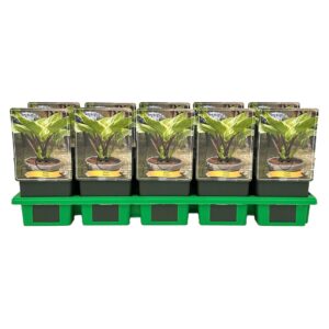 Hosta other Sorbet' P11
(10 Plants/Order)(11cmP 25cmH)