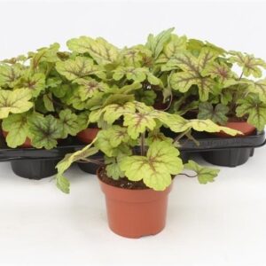 Heuchera Key Lime Pie Alabama Sunrise
(8 Plants/Order)(13cmP 17cmH)