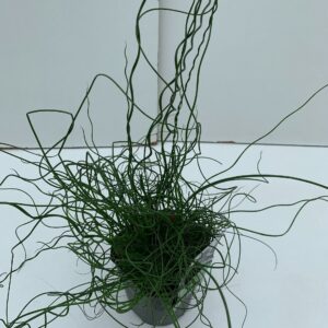 Juncus Spiralis
(6 Plants/Order)(17cmP 30cmH)
