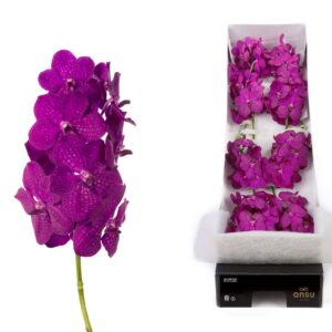 Vanda Nitaya Raspberry cerise Vanda 10 spike Rasberry cerise
(10 Plants/Order)(cmP 25cmH)