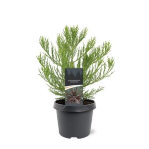 Sequoiadendron giganteum
(1 Plants/Order)(19cmP 30cmH)