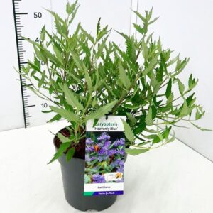Caryopteris x clandonensis Heavenl Blue' C5
(1 Plants/Order)(23cmP 60cmH)