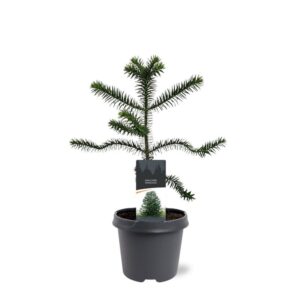 Araucaria araucana
(1 Plants/Order)(23cmP 45cmH)