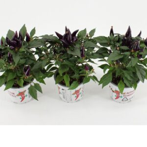 Capsicum Acapulco Purple Capsicum Sombrero Acapulco Purple
(12 Plants/Order)(10.5cmP 25cmH)