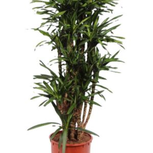 Dracaena Riki
(1 Plants/Order)(34cmP 150cmH)