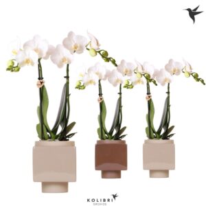 Phalaenopsis Multiflora white 2 spike in Cube Pot brown
(6 Plants/Order)(9cmP 40cmH)