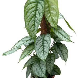 Monstera Monstera Siltepecana El Salvador
(6 Plants/Order)(17cmP 50cmH)