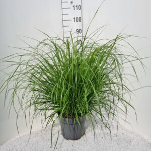 Pennisetum alopecuroides Redhead P26
(1 Plants/Order)(26cmP 80cmH)