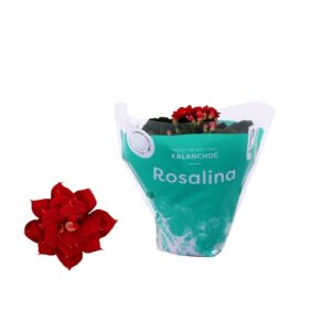 Kalanchoe Rosalina 06cm Don Justino red
(20 Plants/Order)(6cmP 12cmH)