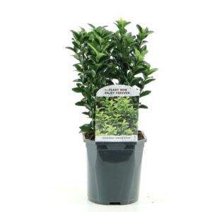 Euonymus japonicus Green Spire
(6 Plants/Order)(17cmP 25cmH)
