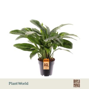 Aglaonema Green Lady
(7 Plants/Order)(14cmP 35cmH)