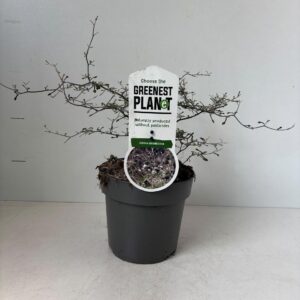 schrub Corokia Maori cotoneaster
(1 Plants/Order)(17cmP 30cmH)