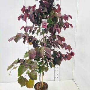 Cercis canadensis Cercis can. 'Forest Pansy' 175-200C12
(1 Plants/Order)(30cmP 100cmH)
