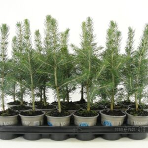 Picea pungens Glauca
(18 Plants/Order)(9cmP 25cmH)
