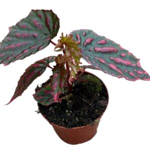 Begonia Begonia Mila's Miracle
(14 Plants/Order)(8cmP 12cmH)