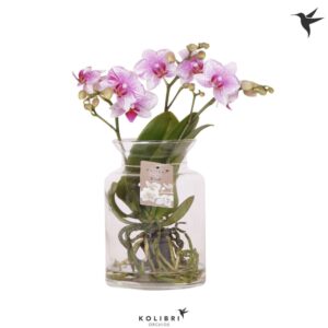 Phalaenopsis other pink (enkele ta Roots pink in Glas stolp transparant
(3 Plants/Order)(16cmP 50cmH)