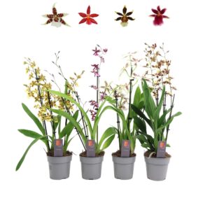 Orchideeen Inca mix 3 spike
(10 Plants/Order)(12cmP 45cmH)