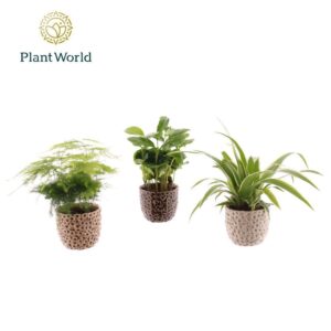 Indoor plants green mix in Pot Lizzy
(12 Plants/Order)(7cmP 15cmH)