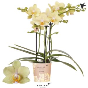 Phalaenopsis Multiflora Mineral Livorno 3 spike
(12 Plants/Order)(9cmP 40cmH)
