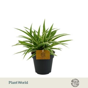 Chlorophytum Ocean
(8 Plants/Order)(12cmP 25cmH)