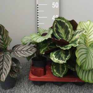 Calathea Pot 12 gemengd, 3 Types
(6 Plants/Order)(12cmP 35cmH)
