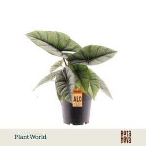 Alocasia Platinum
(7 Plants/Order)(14cmP 30cmH)