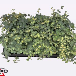 Sedum sieboldii Mediovariegatum P10,5 XL
(6 Plants/Order)(10.5cmP 16cmH)