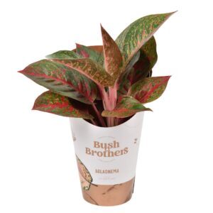Aglaonema mixed Dark Star
(12 Plants/Order)(12cmP 35cmH)