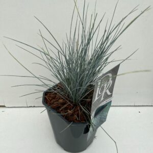 Festuca glauca Elijah Blue'
(6 Plants/Order)(17cmP 25cmH)