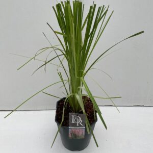 Cortaderia selloana Rosea
(1 Plants/Order)(23cmP 50cmH)