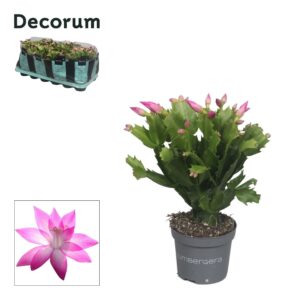 Schlumbergera Naomi 9 cm Pink (Cyber)
(18 Plants/Order)(9cmP 18cmH)